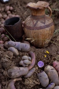 A few of the more than 1400 landraces of potato cultivated in the Parque de la Papa, during a harvest ceremony. Photograph by Frederik van Oudenhoven