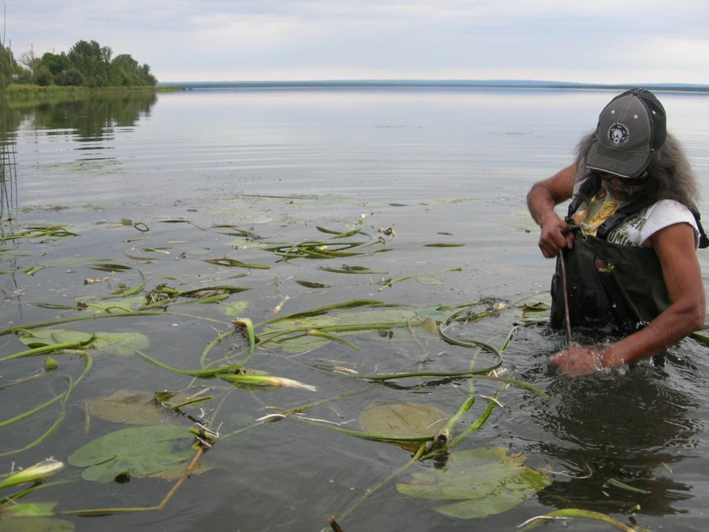 Bigtstone Cree Nation member Cheebombosis collects lily roots to treat arthritis and as food. Water species are of particular concern for First Nations peoples affected by the neighboring and highly polluting Alberta Oil Sands industrial complex. As part of her doctoral work Janelle Baker (Darrell Posey Student Fellow 2014) is assisting First Nations monitor the impacts of  oil development on their traditional foods, livelihoods and well-being (Photo: J. Baker 2010).
