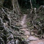 Roots 3